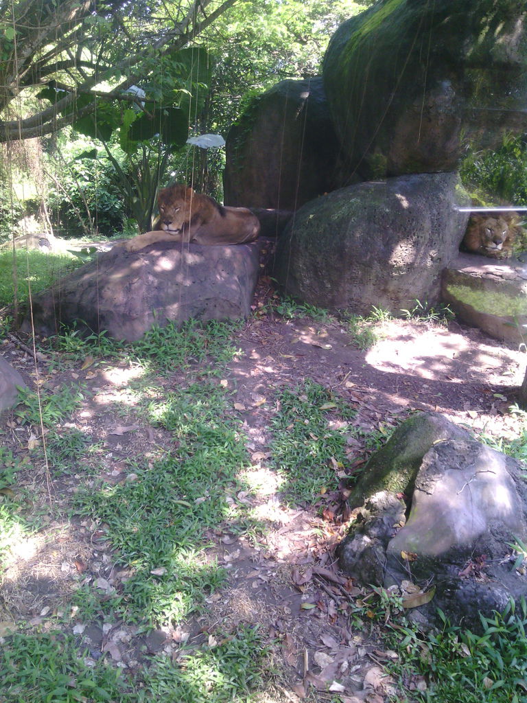 巴里島 Bali Safari and Marine Park 野生動物園