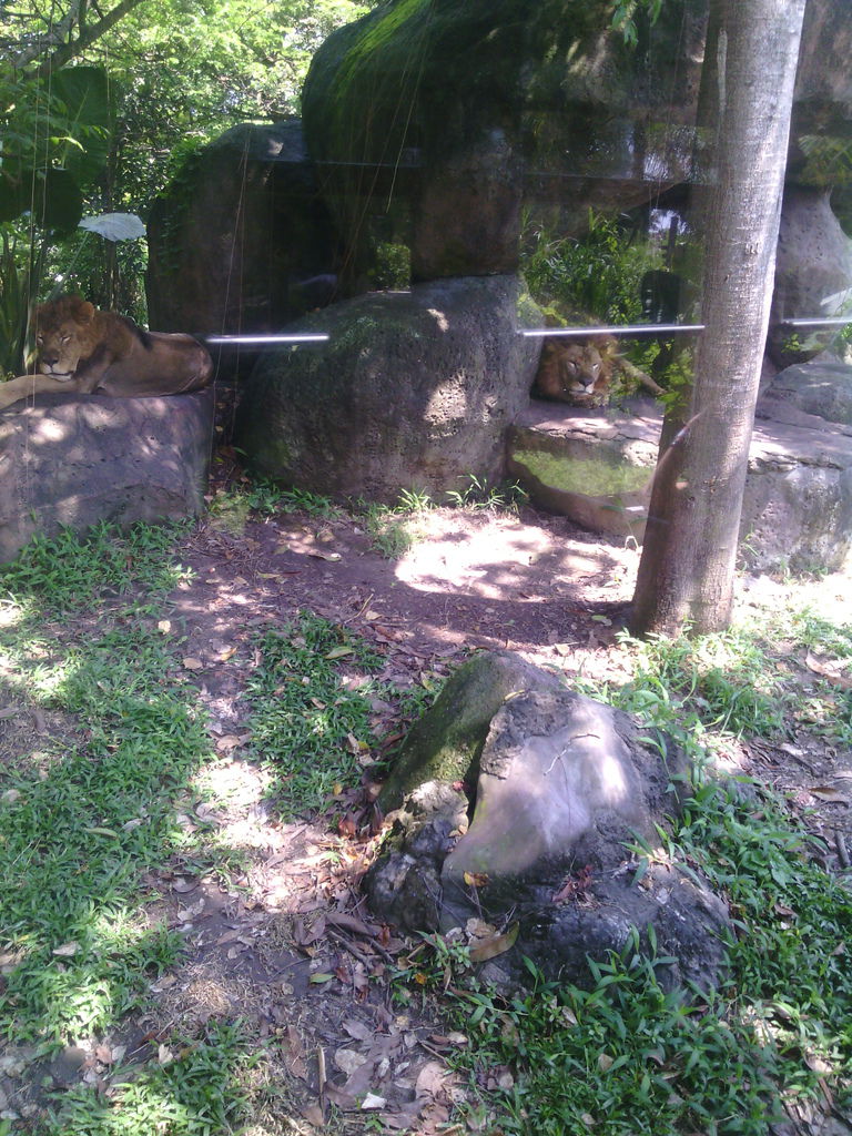 巴里島 Bali Safari and Marine Park 野生動物園