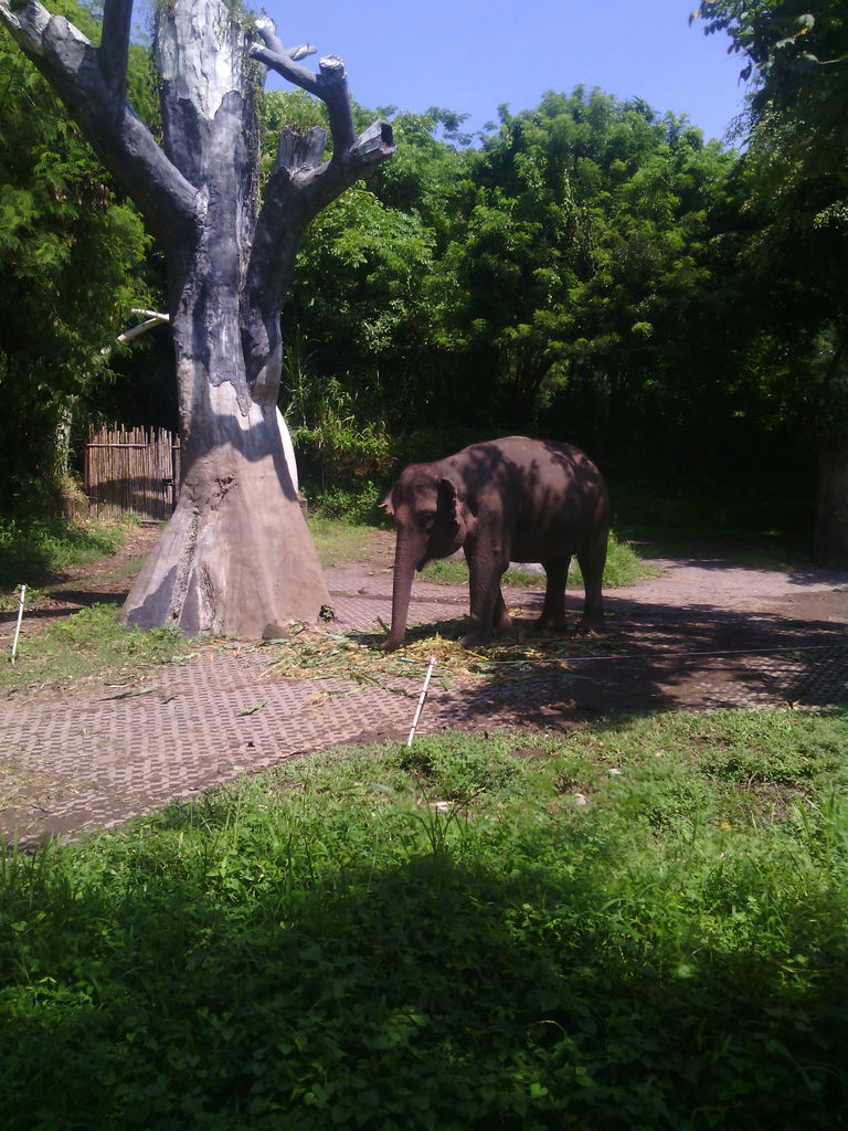 巴里島 Bali Safari and Marine Park 野生動物園