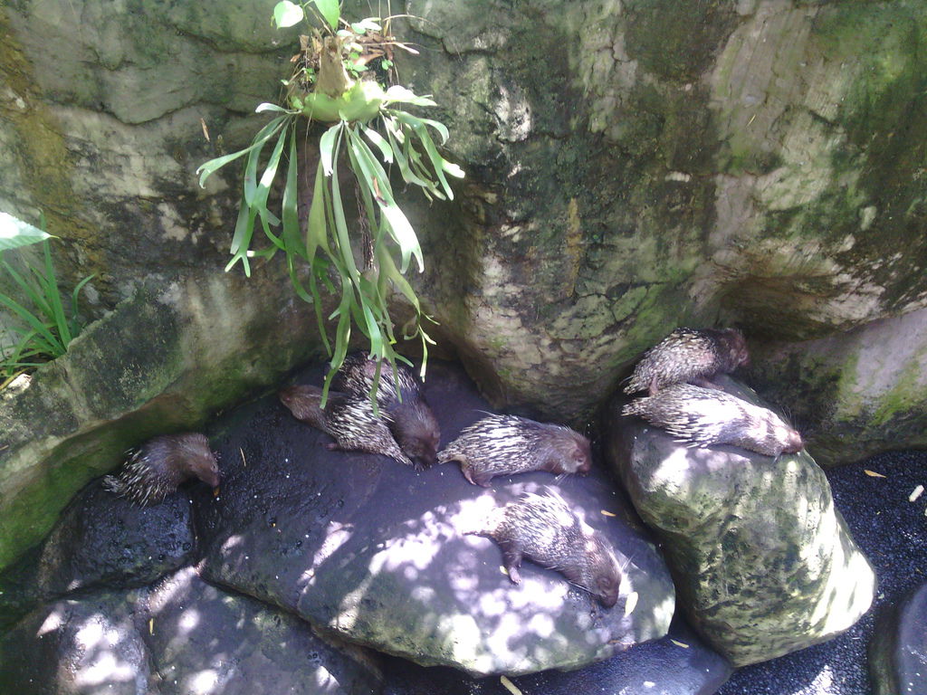 巴里島 Bali Safari and Marine Park 野生動物園