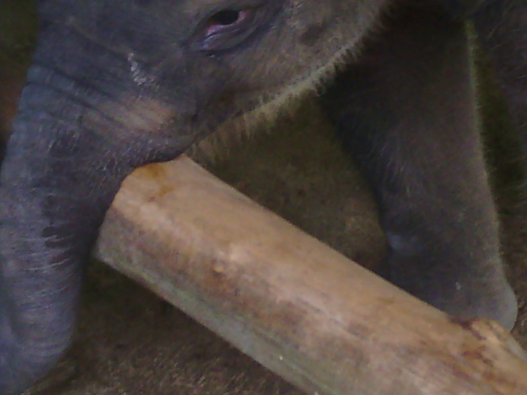 巴里島 Bali Safari and Marine Park 野生動物園