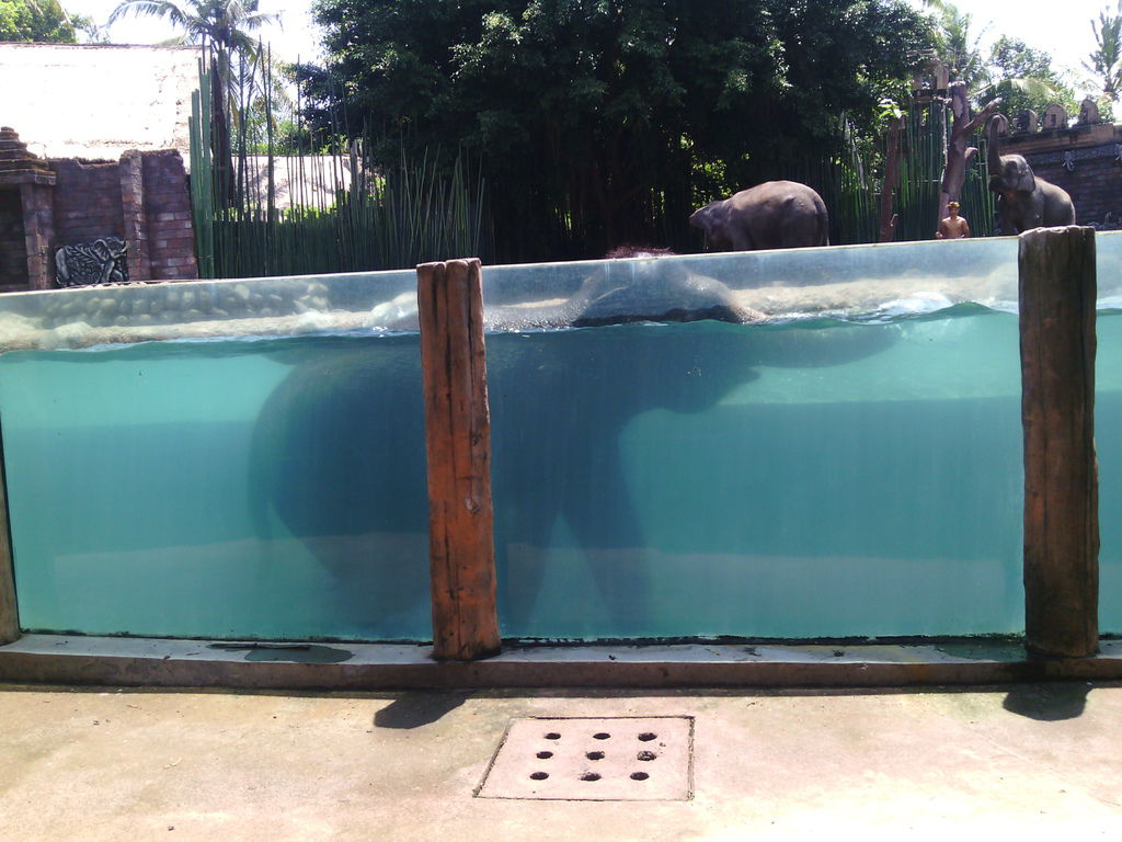 巴里島 Bali Safari and Marine Park 野生動物園