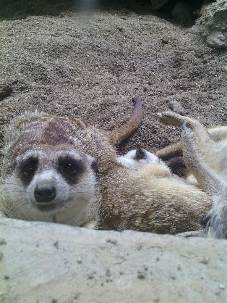 巴里島 Bali Safari and Marine Park 野生動物園