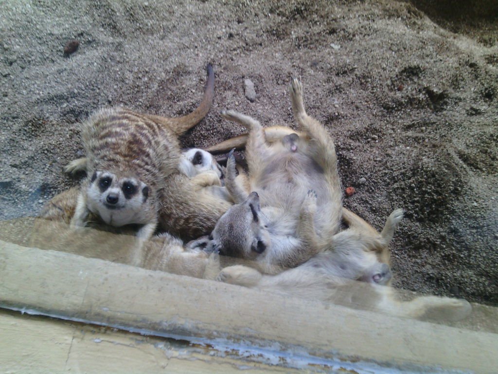 巴里島 Bali Safari and Marine Park 野生動物園