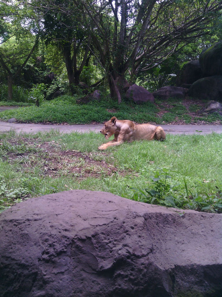 巴里島 Bali Safari and Marine Park 野生動物園