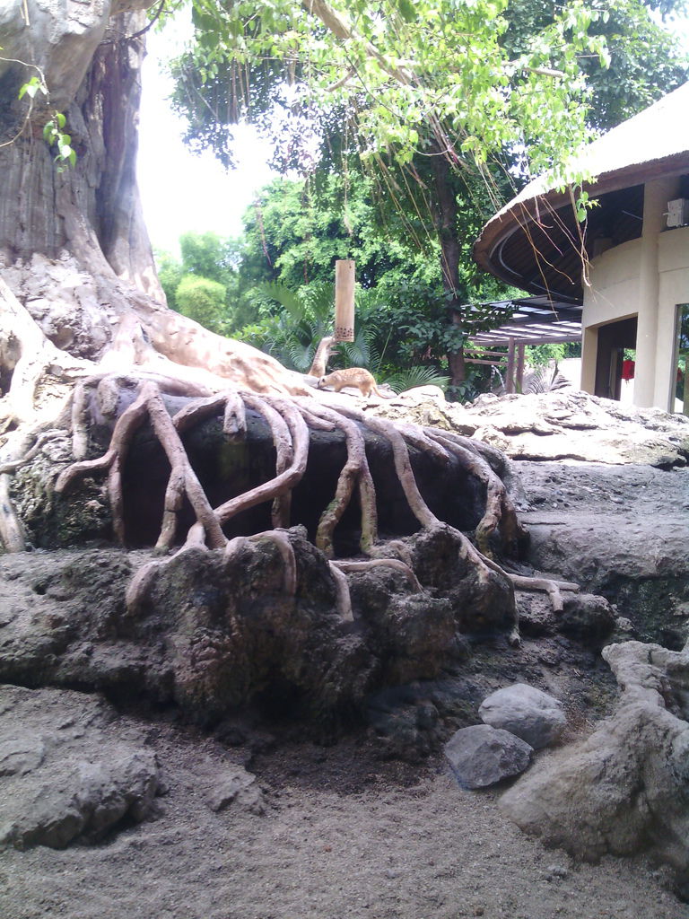 巴里島 Bali Safari and Marine Park 野生動物園