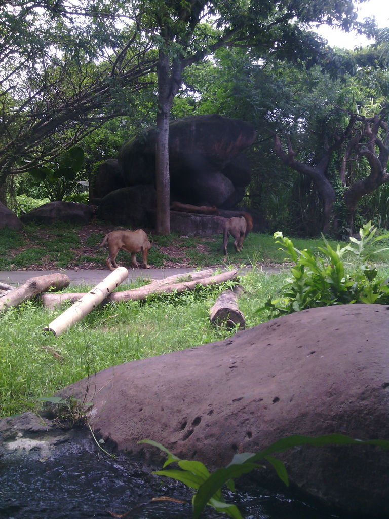 巴里島 Bali Safari and Marine Park 野生動物園