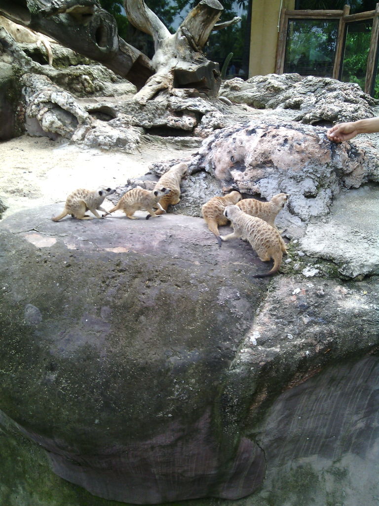 巴里島 Bali Safari and Marine Park 野生動物園