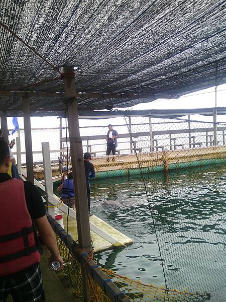 巴里島 前往海豚灣