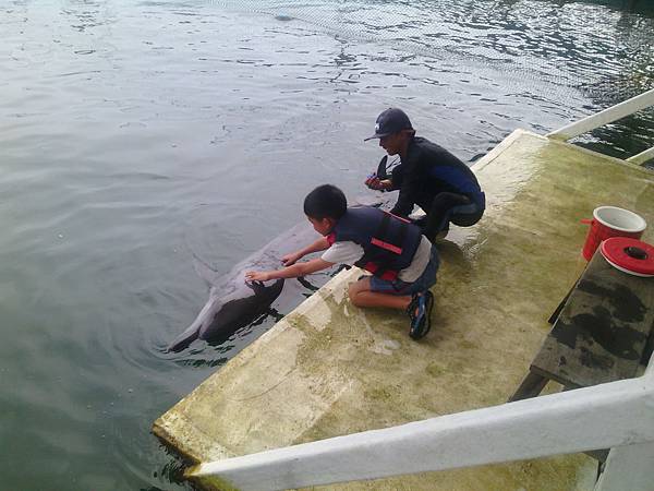 巴里島 親親海豚體驗