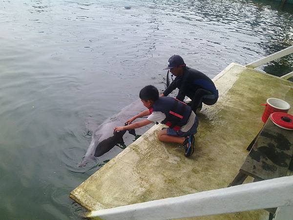 巴里島 親親海豚體驗