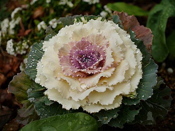 L1260020.JPG L1260020.JPG