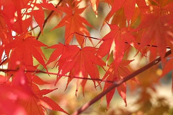 DSCF2992.JPG DSCF2992.JPG