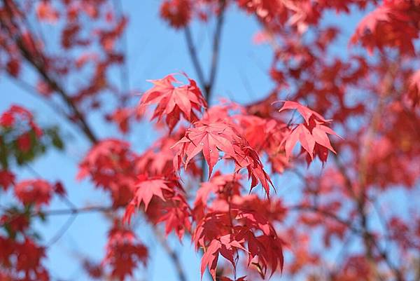 DSCF2986.JPG DSCF2986.JPG