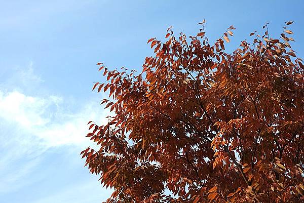 DSCF3019.JPG DSCF3019.JPG