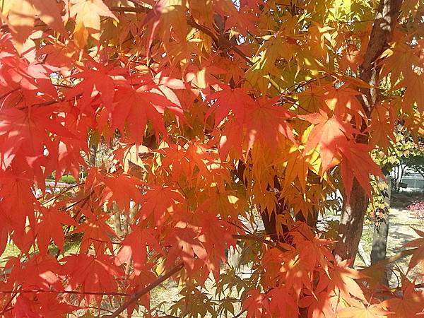 20131030_120004.jpg 20131030_120004.jpg