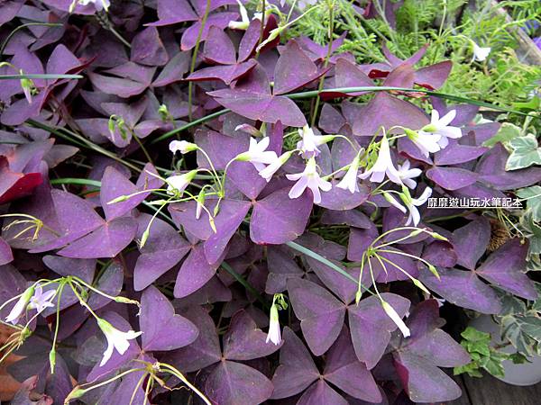 IMG_2965.jpg IMG_2965.jpg