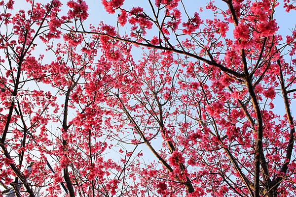 罗马公路过年赏花游~ - 找景点 - Yahoo!奇摩旅游