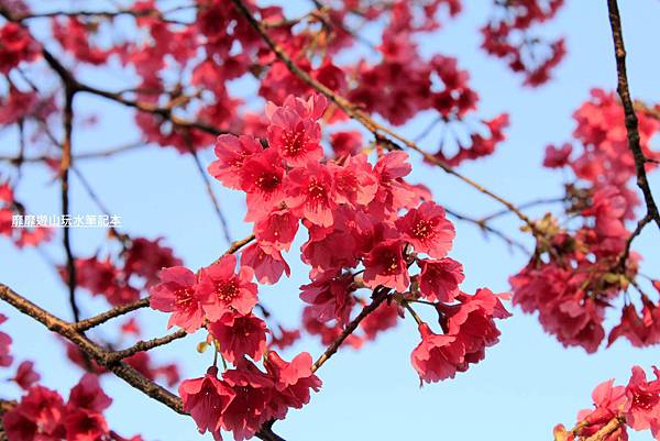 罗马公路过年赏花游~ - 找景点 - Yahoo!奇摩旅游