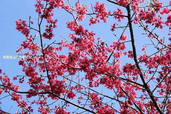 罗马公路过年赏花游~ - 找景点 - Yahoo!奇摩旅游