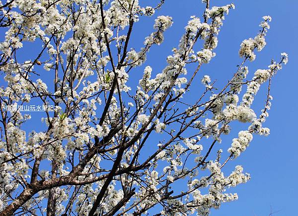 罗马公路过年赏花游~ - 找景点 - Yahoo!奇摩旅游