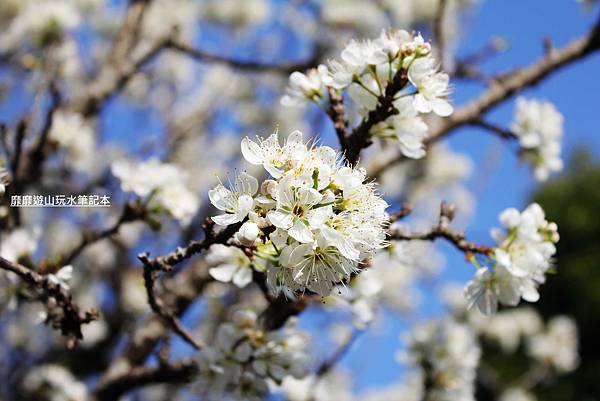 罗马公路过年赏花游~ - 找景点 - Yahoo!奇摩旅游