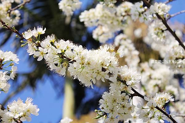 罗马公路过年赏花游~ - 找景点 - Yahoo!奇摩旅游