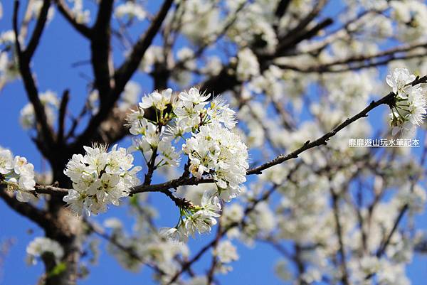 罗马公路过年赏花游~ - 找景点 - Yahoo!奇摩旅游