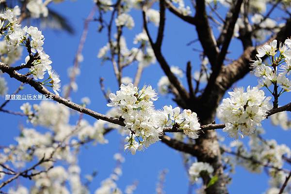 罗马公路过年赏花游~ - 找景点 - Yahoo!奇摩旅游