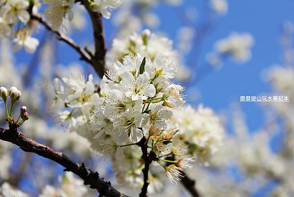 罗马公路过年赏花游~ - 找景点 - Yahoo!奇摩旅游
