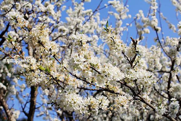 罗马公路过年赏花游~ - 找景点 - Yahoo!奇摩旅游