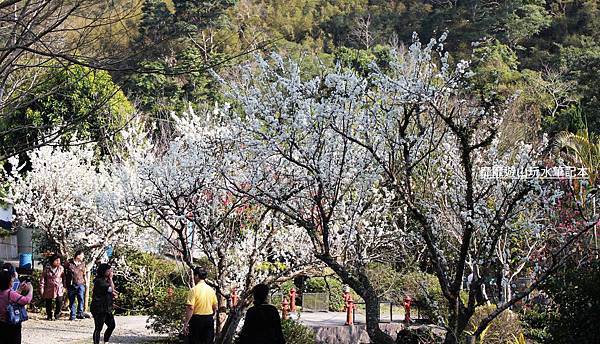 罗马公路过年赏花游~ - 找景点 - Yahoo!奇摩旅游