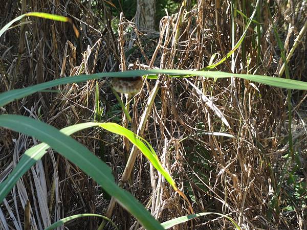 DSC06209.jpg DSC06209.jpg