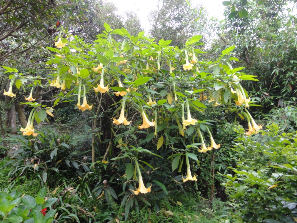 DSC07485.jpg DSC07485.jpg