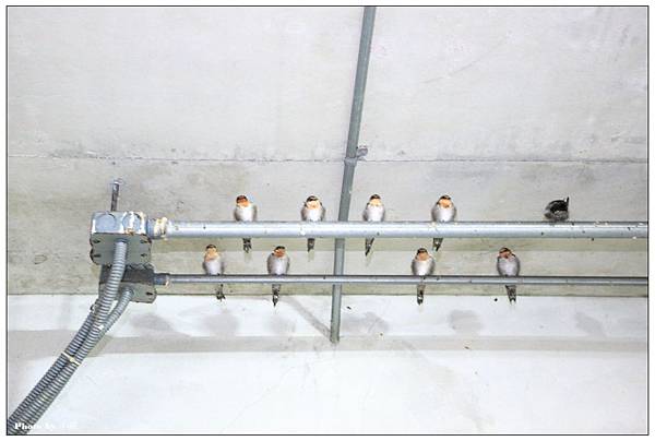 IMG_7921_調整大小.jpg IMG_7921_調整大小.jpg