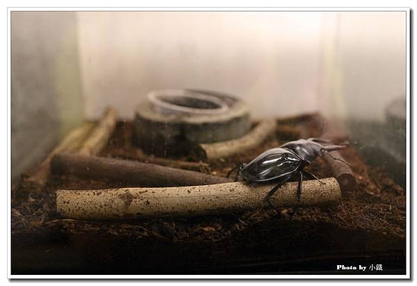 IMG_0519_調整大小.JPG IMG_0519_調整大小.JPG