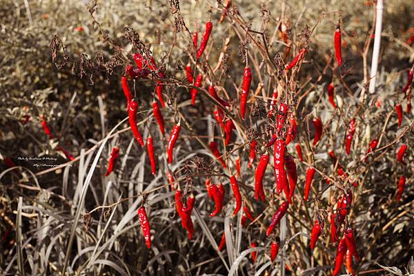 IMG_5963.jpg IMG_5963.jpg