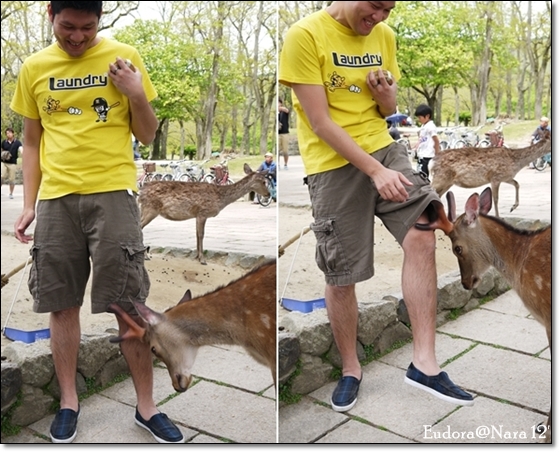 小皮餵鹿2 小皮餵鹿2