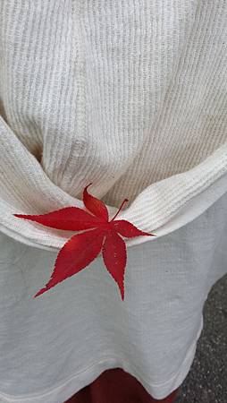 20141105_085630 20141105_085630