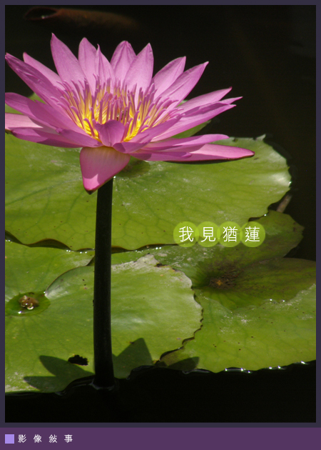 蓮01.jpg 蓮01.jpg