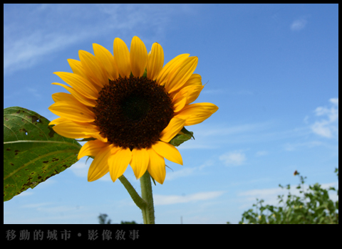 向日葵01.jpg 向日葵01.jpg