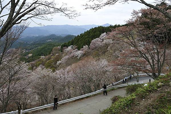 _KIN3907.jpg _KIN3907.jpg