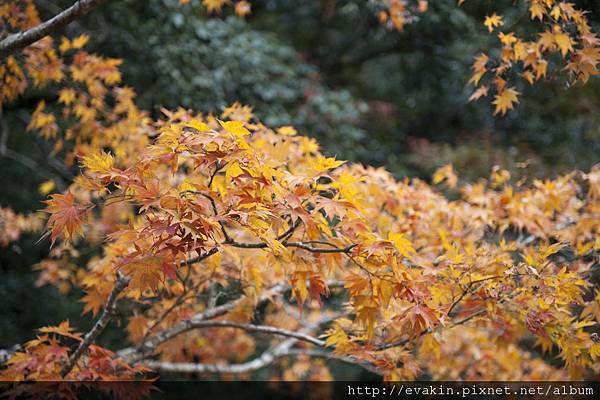 _KIN5286.jpg _KIN5286.jpg