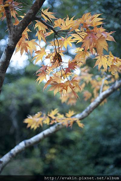 _KIN5288.jpg _KIN5288.jpg