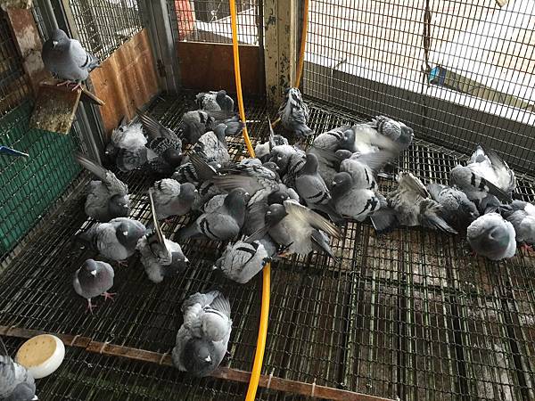 移往台北的種鴿