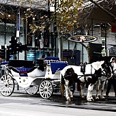 遊客最喜歡坐的馬車