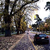 秋冬時份隨處可見的落葉景象