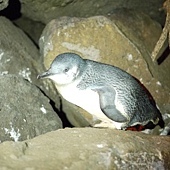 晚上海濱巧遇的小企鵝