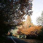 Mt Wilson上的紅樹