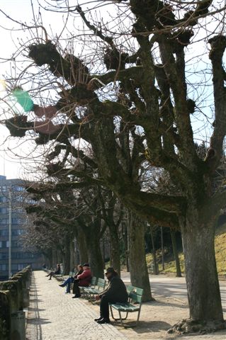 瑞士人喜歡在樹下曬太陽.jpg